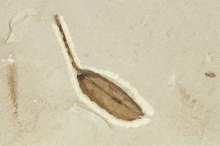 Fossil Leguminosites (Legume) Leaf - Green River, Utah #256823